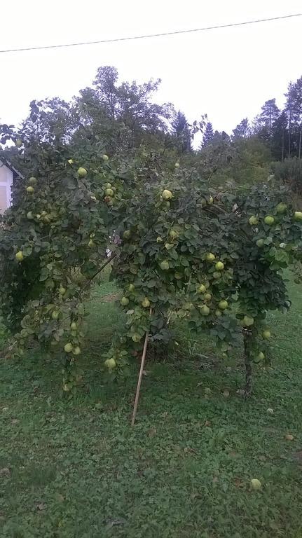 Holiday Home Vesna Brod na Kupi Kültér fotó